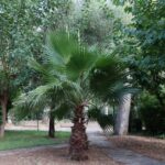 Ανοιξε-το-aλσος-Χωροφυλακής-–-Ολοκληρώθηκαν-οι-έρευνες-για-το-παράνομο-νεκροταφείο-ζώων