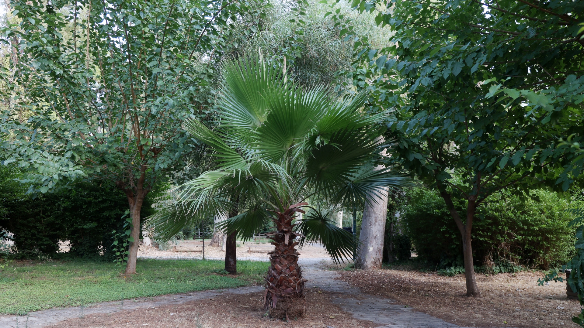 Ανοιξε-το-aλσος-Χωροφυλακής-–-Ολοκληρώθηκαν-οι-έρευνες-για-το-παράνομο-νεκροταφείο-ζώων