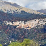 Το-σύνδρομο-της-νεκρής-ελάτης