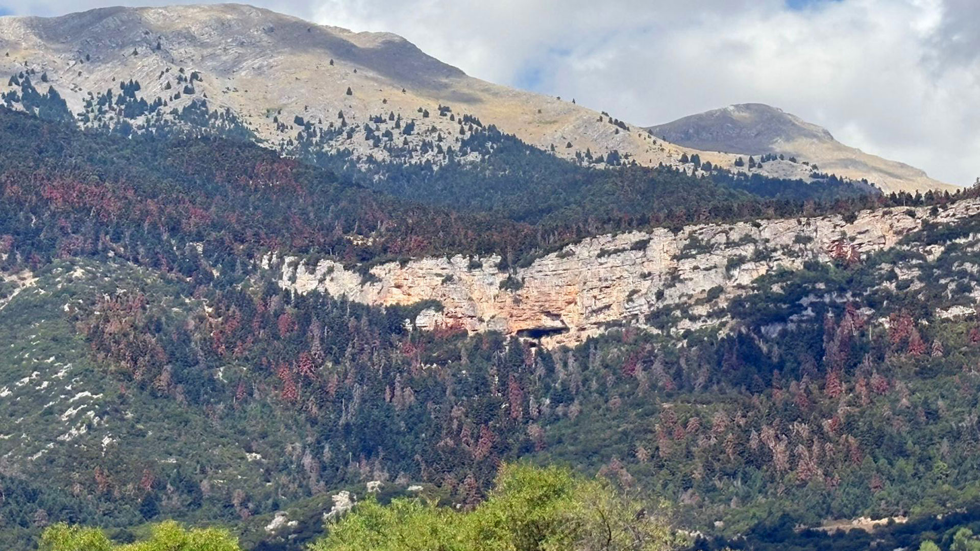 Το-σύνδρομο-της-νεκρής-ελάτης