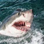 Καρχαρίες…-φαφούτηδες;-Τι-απειλεί-το-βασικό-όπλο-του-κορυφαίου-θηρευτή
