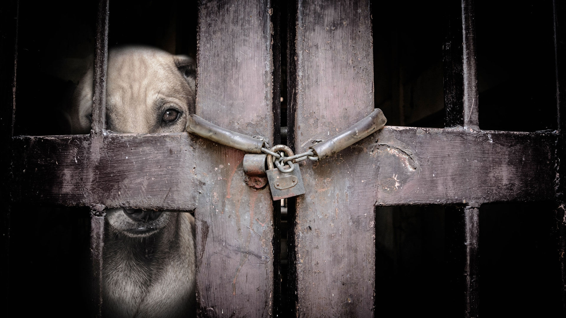 Η-πολιτεία-αφοπλίζει-τους-κακοποιητές-ζώων