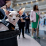 Θεραπευτικά-ζώα