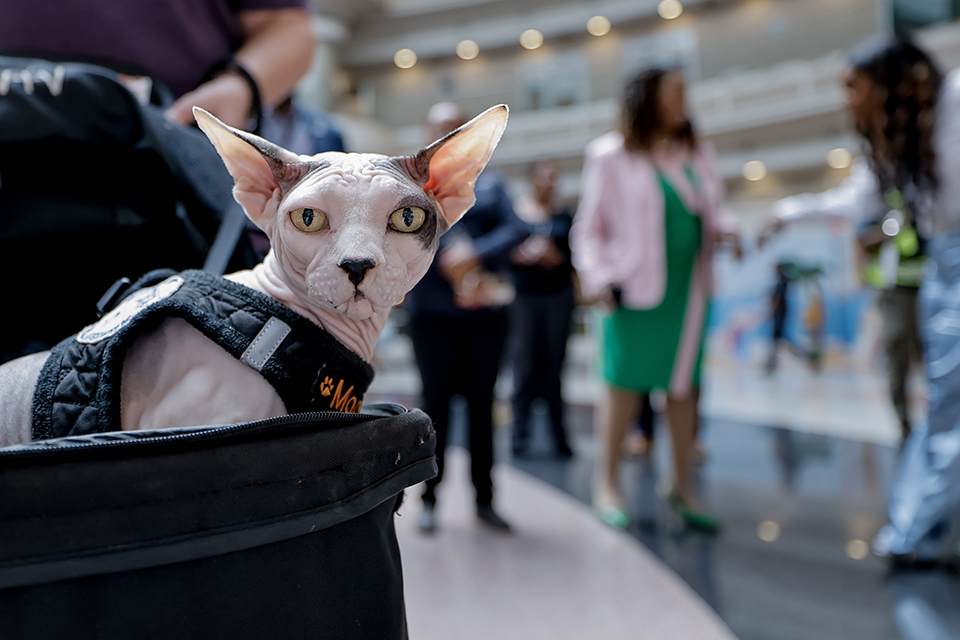 Θεραπευτικά-ζώα