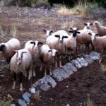 Κοζάνη:-Σήμερα-η-θανάτωση-200-προβάτων-λόγω-ευλογιάς