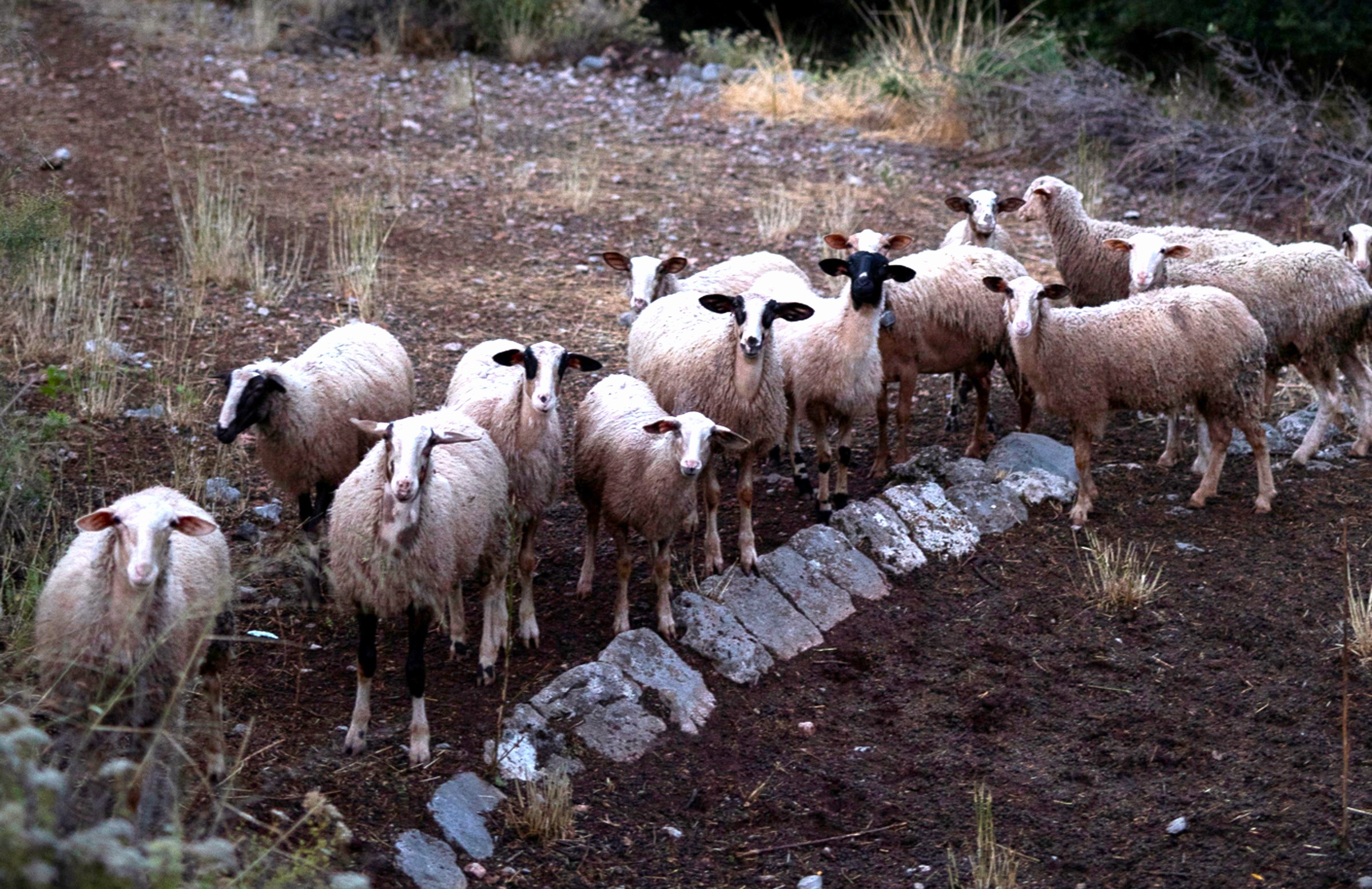 Κοζάνη:-Σήμερα-η-θανάτωση-200-προβάτων-λόγω-ευλογιάς