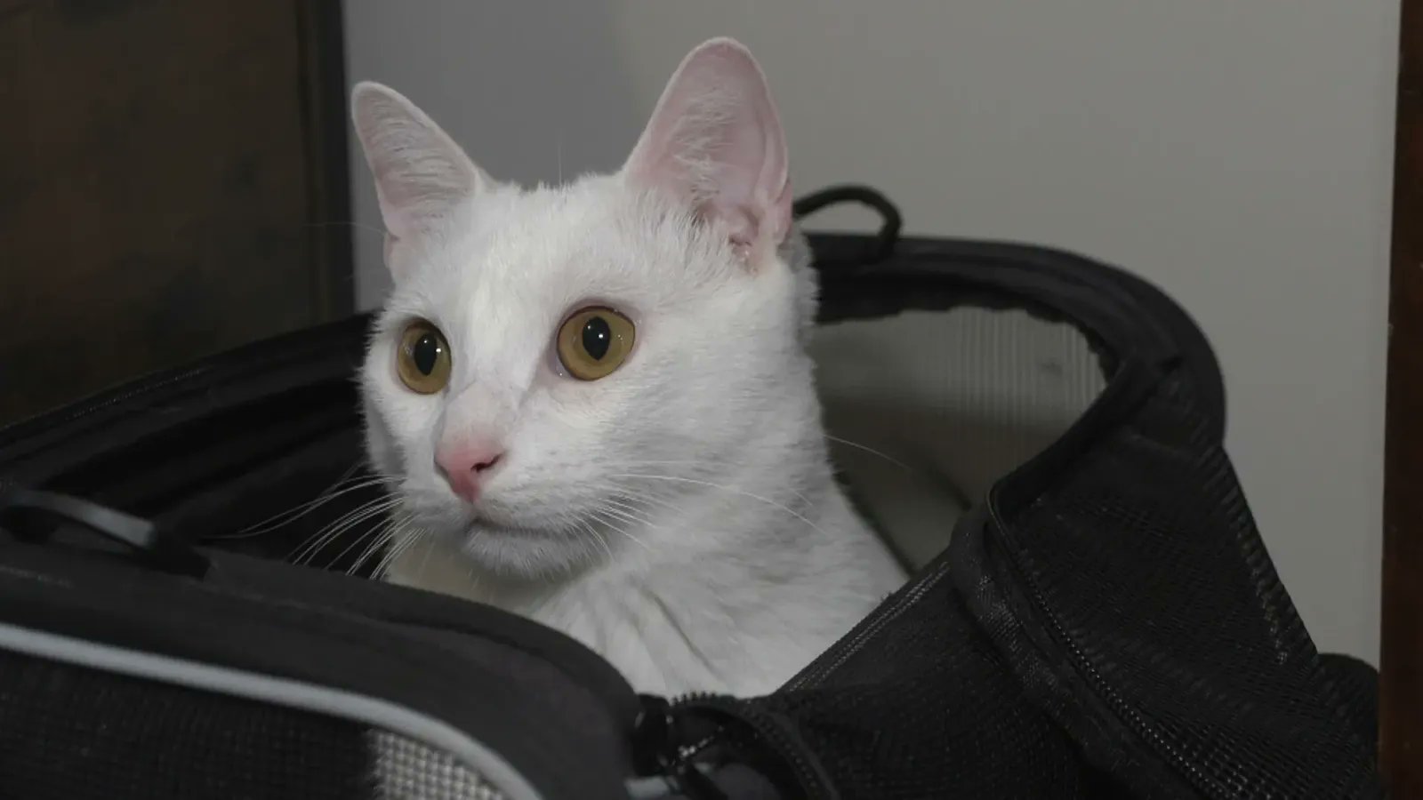 Γαλλία:-Πρόστιμο-σε-επιβάτιδα-τρένου-γιατί…-«νιαούριζε-δυνατά»-ο-γάτος-της