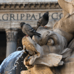 Ο-δήμος-της-Ρώμης-απαγόρευσε-σε-γυναίκα-να-ταΐζει-τα-περιστέρια