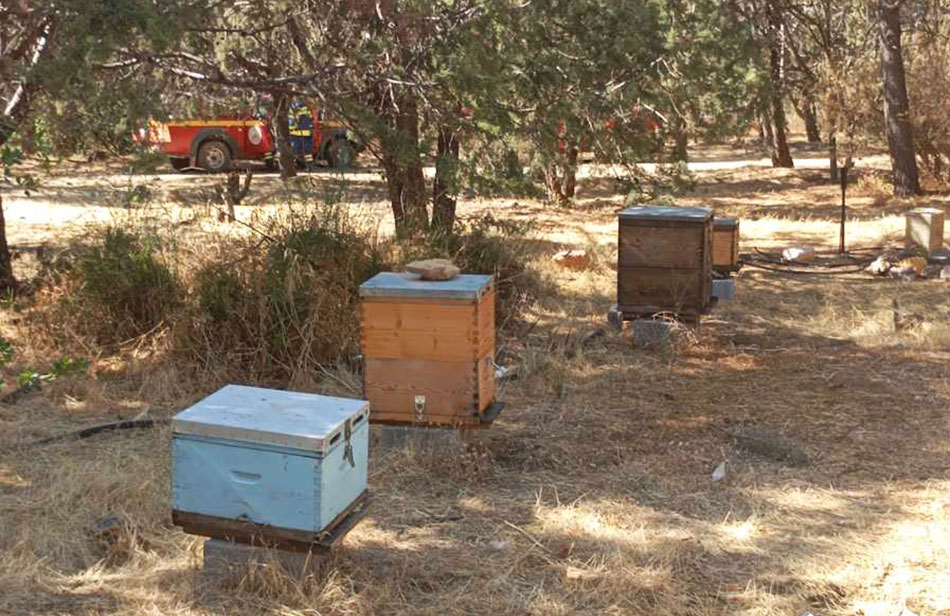 Το-ΕΚΠΑ-κάνει-«έξωση»-στο-πειραματικό-μελισσοκομείο