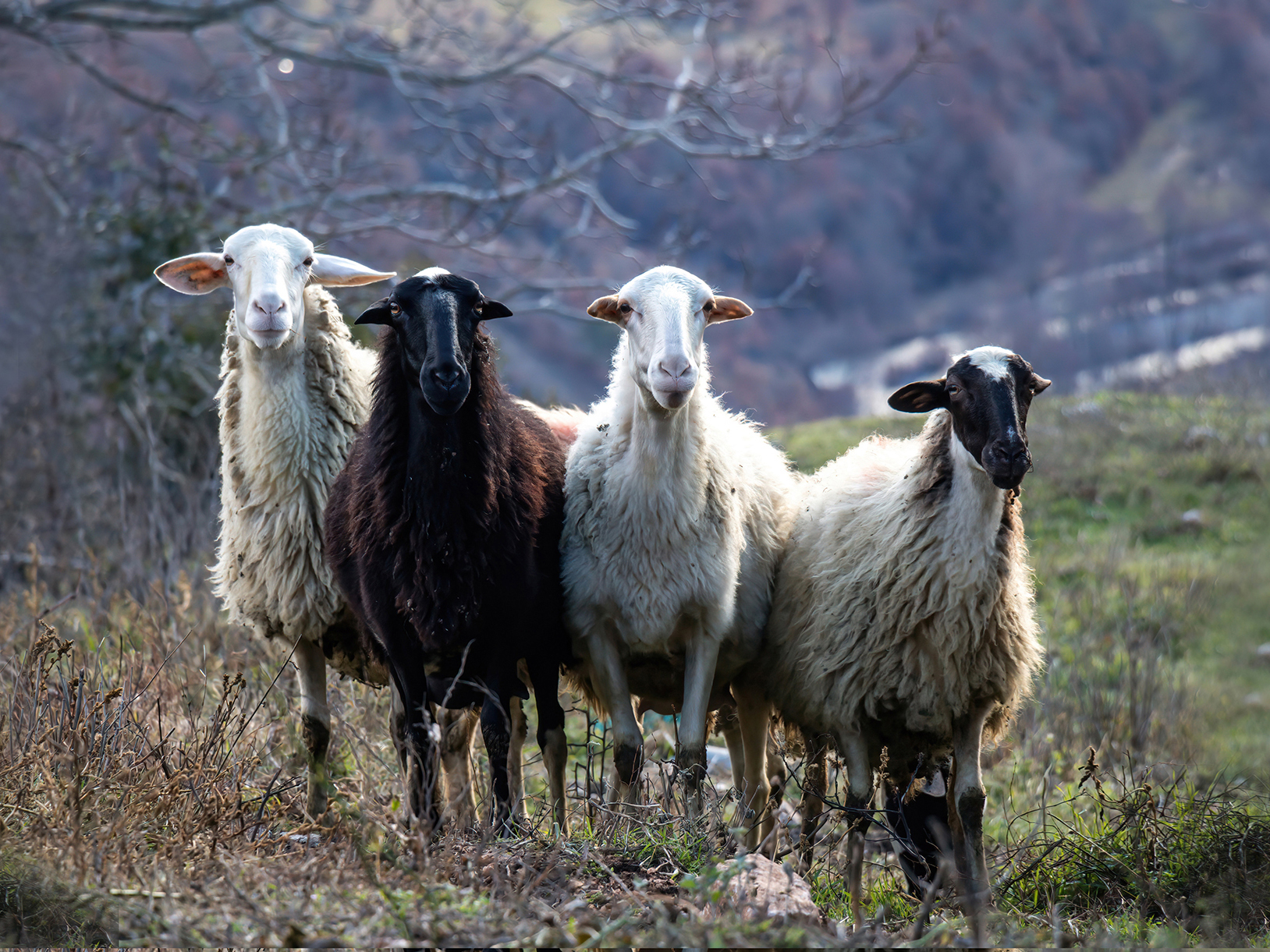 Ευλογιά-των-προβάτων:-«Καμπανάκι»-για-τις-απειλούμενες-αυτόχθονες-φυλές