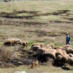 Ευλογιά-των-προβάτων:-Τα-μέτρα-και-οι-οδηγίες-για-τους-κτηνοτρόφους