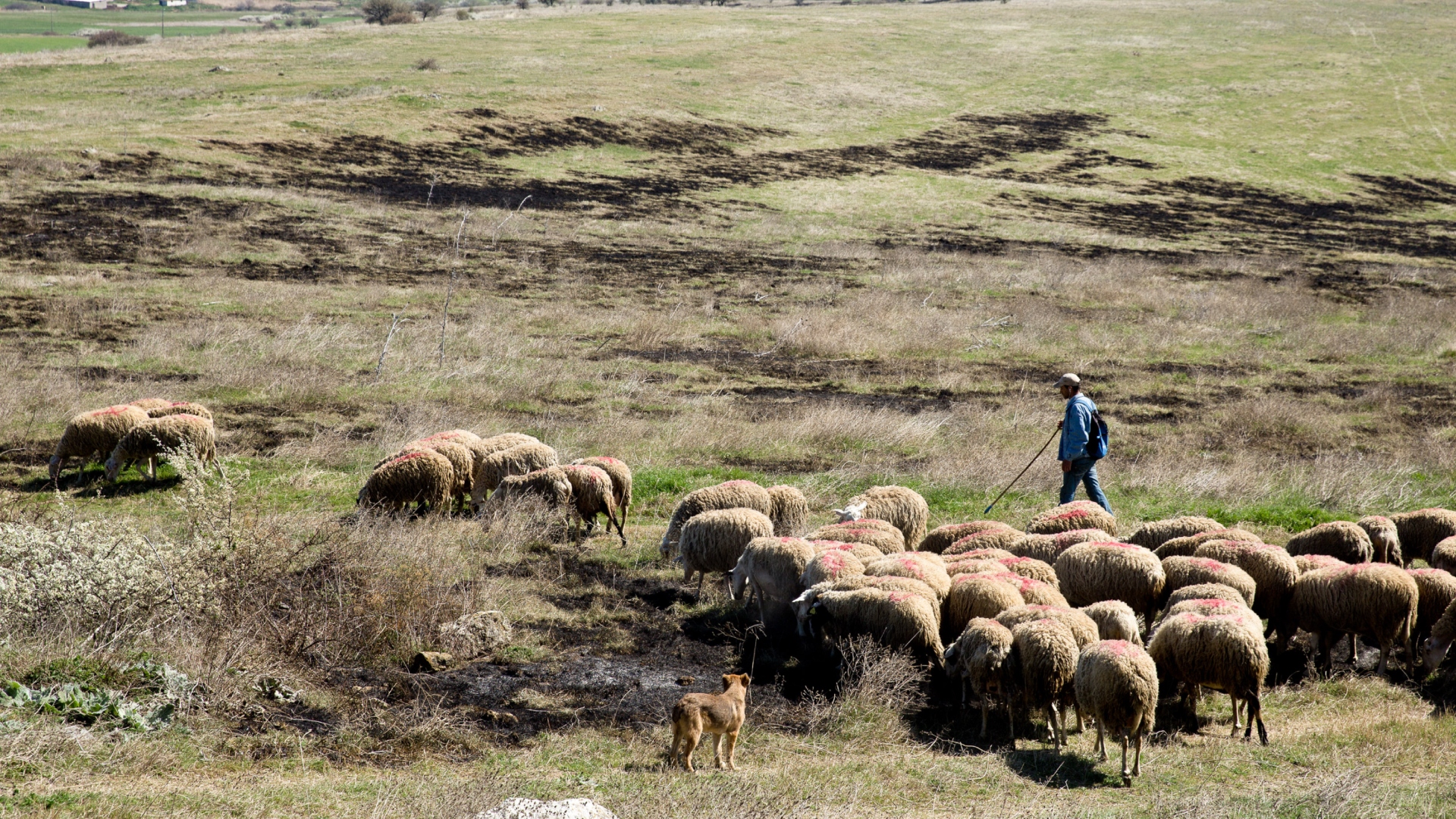 Ευλογιά-των-προβάτων:-Τα-μέτρα-και-οι-οδηγίες-για-τους-κτηνοτρόφους