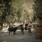 Ανοίγει-το-cinedoc-με-την-ιστορία-του-«takis-shelter»