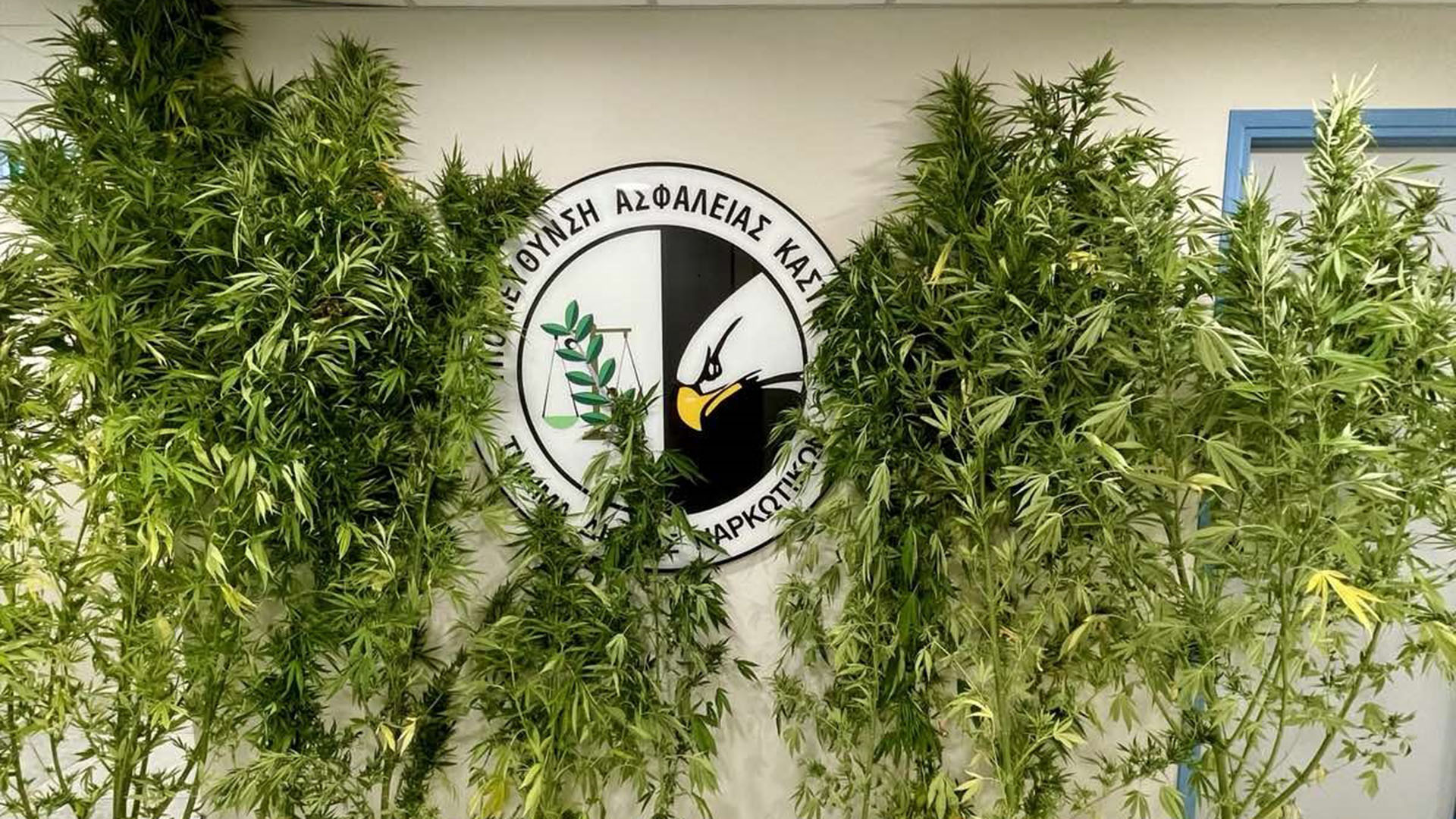 Καστοριά:-Ο-αστυνομικός-σκύλος-Ορφέας-ξετρύπωσε-διακινητή-κάνναβης