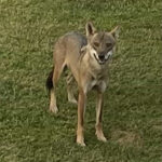 Η-επιχείρηση-για-την-απομάκρυνση-του-λύκου-της-Χαλκιδικής