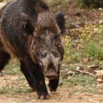 Χρυσοχώρι-Γορτυνίας:-56χρονος-νεκρός-στο-κυνήγι-αγριογούρουνου-–-Πυροβολήθηκε-από-άλλο-κυνηγό