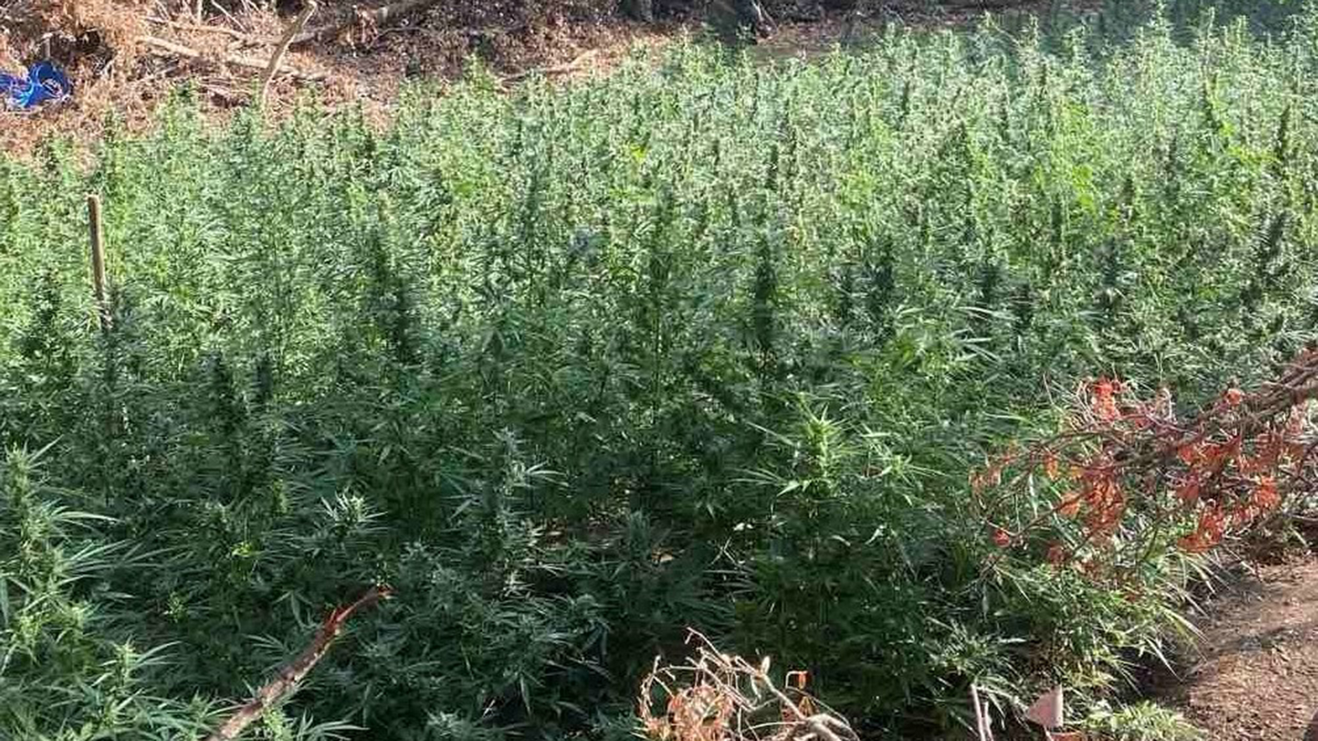 Μεσολόγγι:-Εντοπίστηκε-μεγάλη-φυτεία-κάνναβης-με-850-δενδρύλλια-–-Τρεις-συλλήψεις