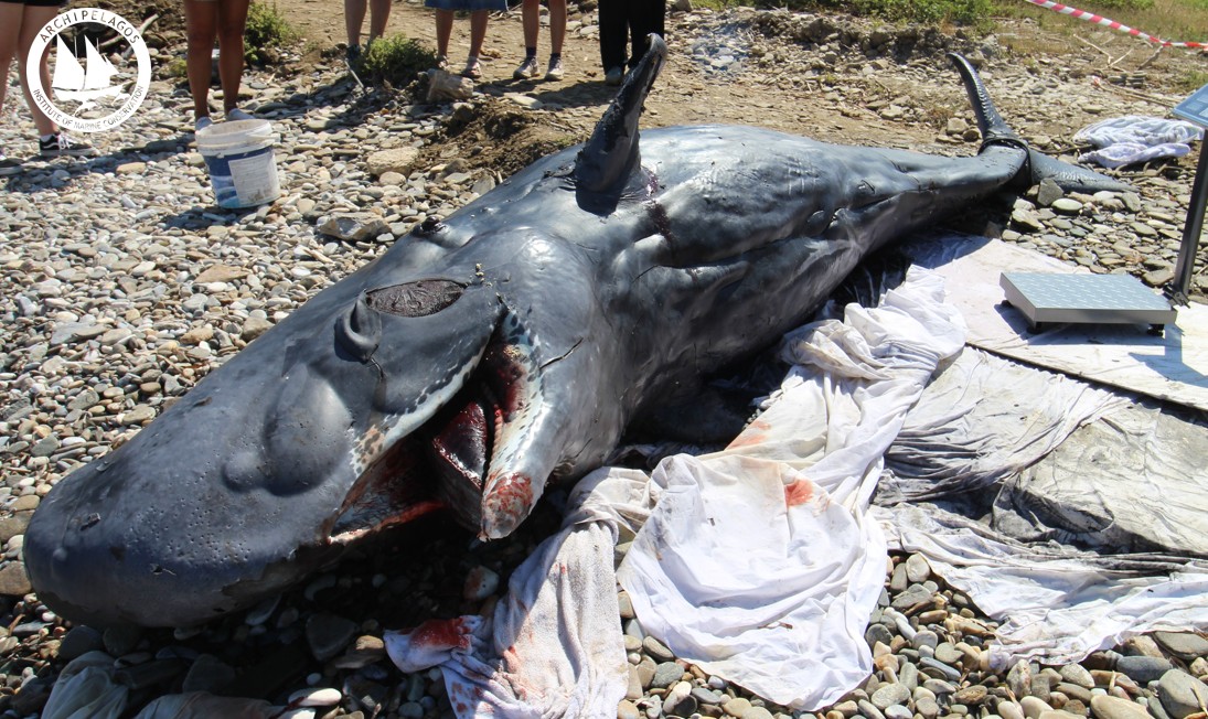 Φυσητήρας-τεσσάρων-μέτρων-ξεβράστηκε-νεκρός-στη-Σάμο