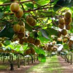 Γιατί-τα-ακτινίδια-μπορεί-να-γίνουν-το-απόλυτο-καθημερινό-σνακ