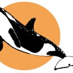 Γιατί-οι-όρκες-κάνουν-δώρα-σε-ανθρώπους;