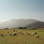 «Νοίκιαζαν»-χωράφια-και-από-νεκρούς