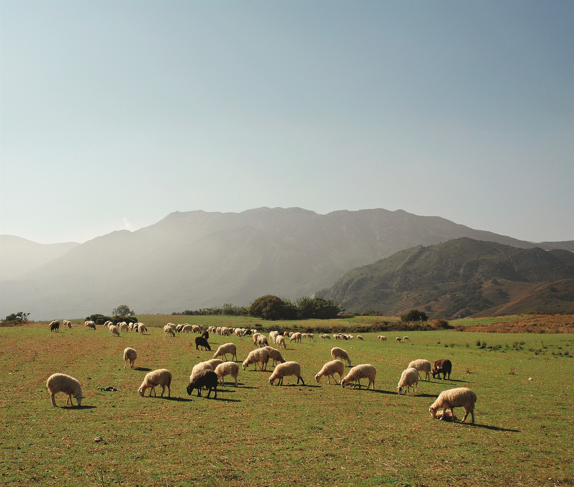 «Νοίκιαζαν»-χωράφια-και-από-νεκρούς