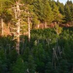 Ξυλόκαστρο:-Εντοπίστηκε-φυτεία-κάνναβης-με-περισσότερα-από-2.000-δενδρύλλια