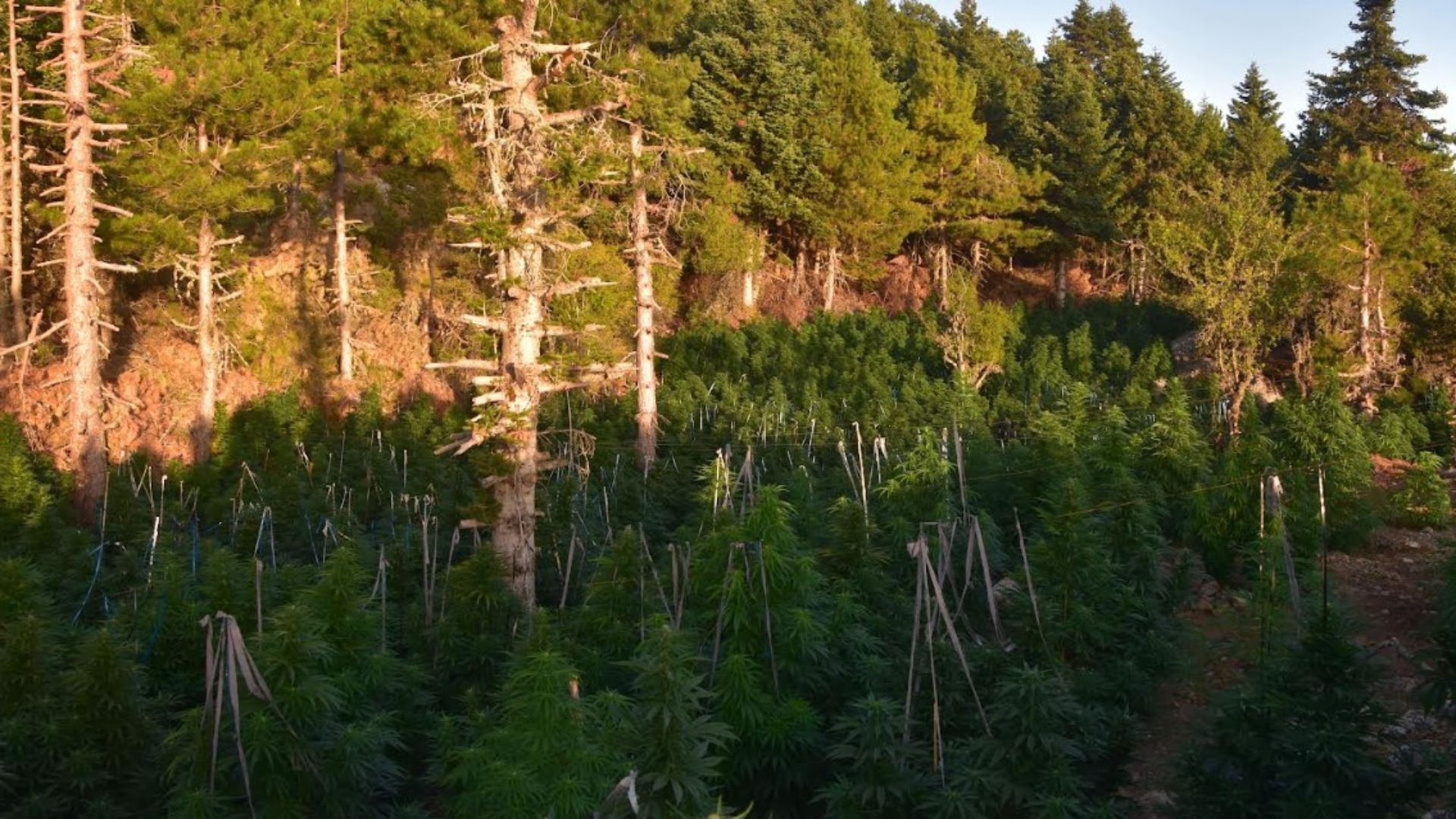 Ξυλόκαστρο:-Εντοπίστηκε-φυτεία-κάνναβης-με-περισσότερα-από-2.000-δενδρύλλια