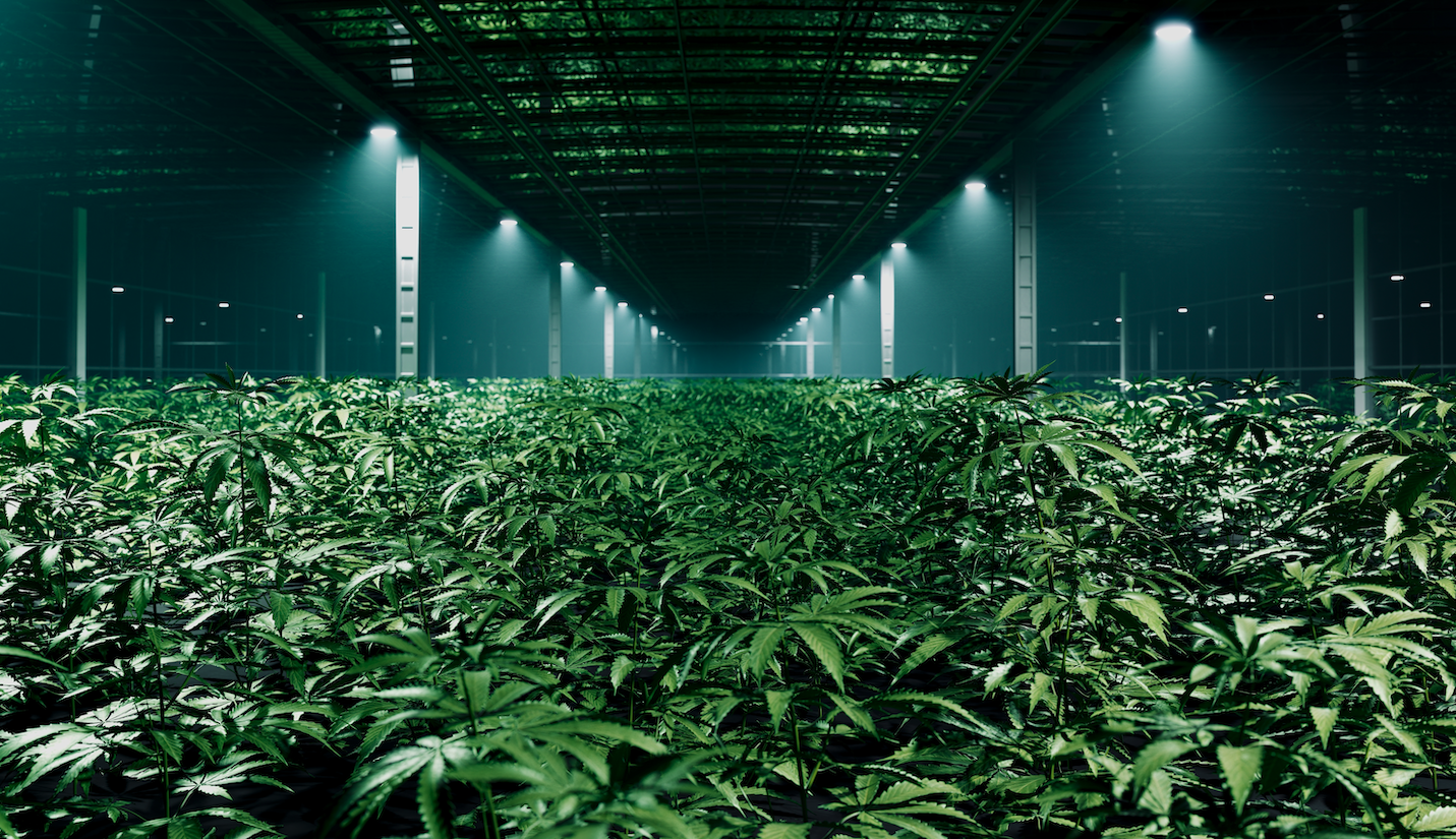 Ολλανδία:-Οι-γείτονες-θέλουν-να-βάλουν-λουκέτο-σε-φάρμα-κάνναβης