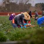 Σκλάβοι-στα-χωράφια-της-ντροπής