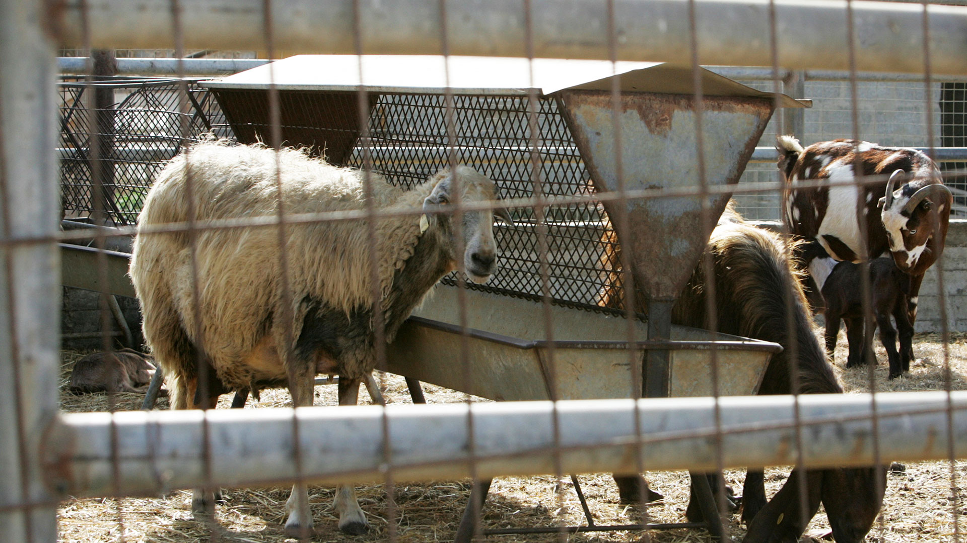 Εξαντλούνται-τα-αποθέματα-γάλακτος