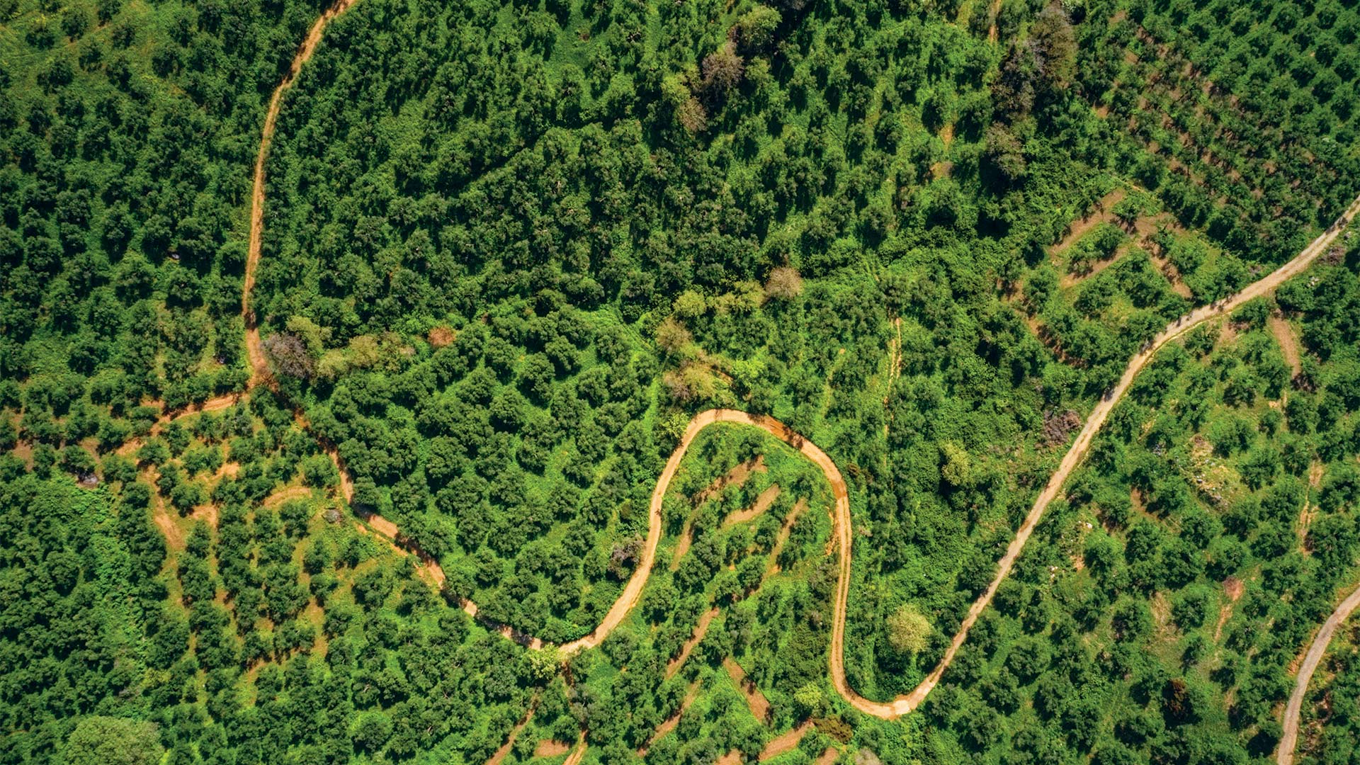Κολυμβάρι:-Η-αναγέννηση-του-κρητικού-ελαιώνα
