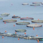 Νέα-προσφορά-αναμένεται-να-υποβάλει-η-καναδική-cooke-για-την-avramar